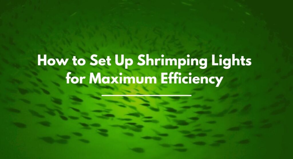 Set Up Shrimping Lights