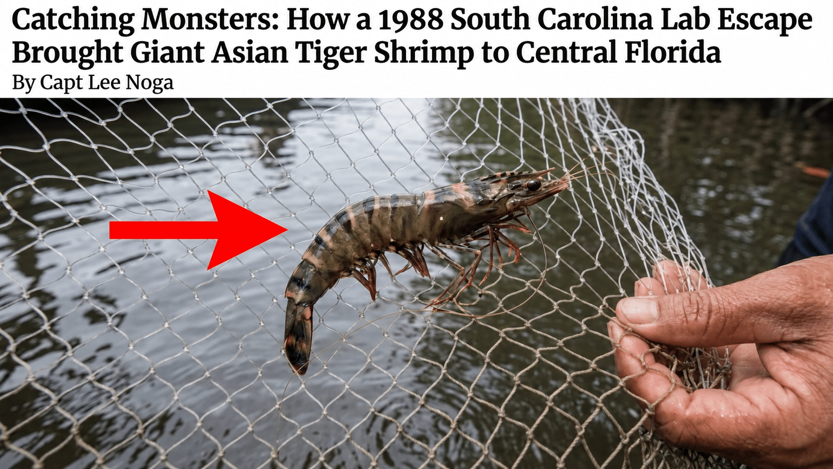 Asian tiger shrimp are still being caught in Central Florida during winter shrimping