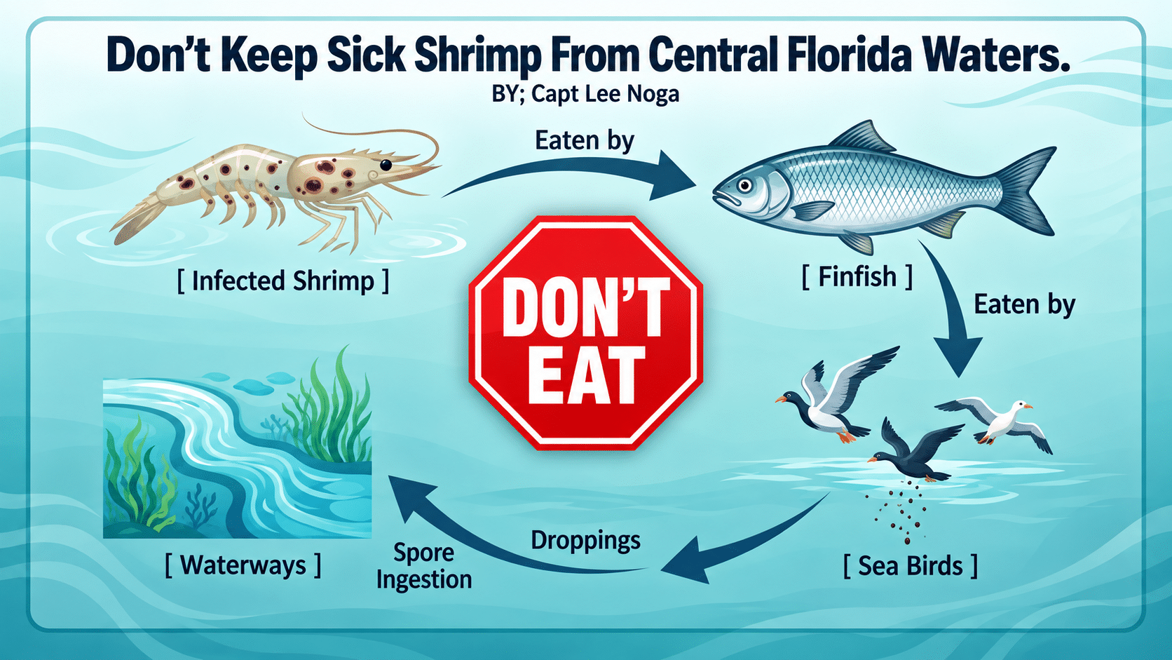 Don't eat diseased shrimp from Central florida Winter shrimp run.