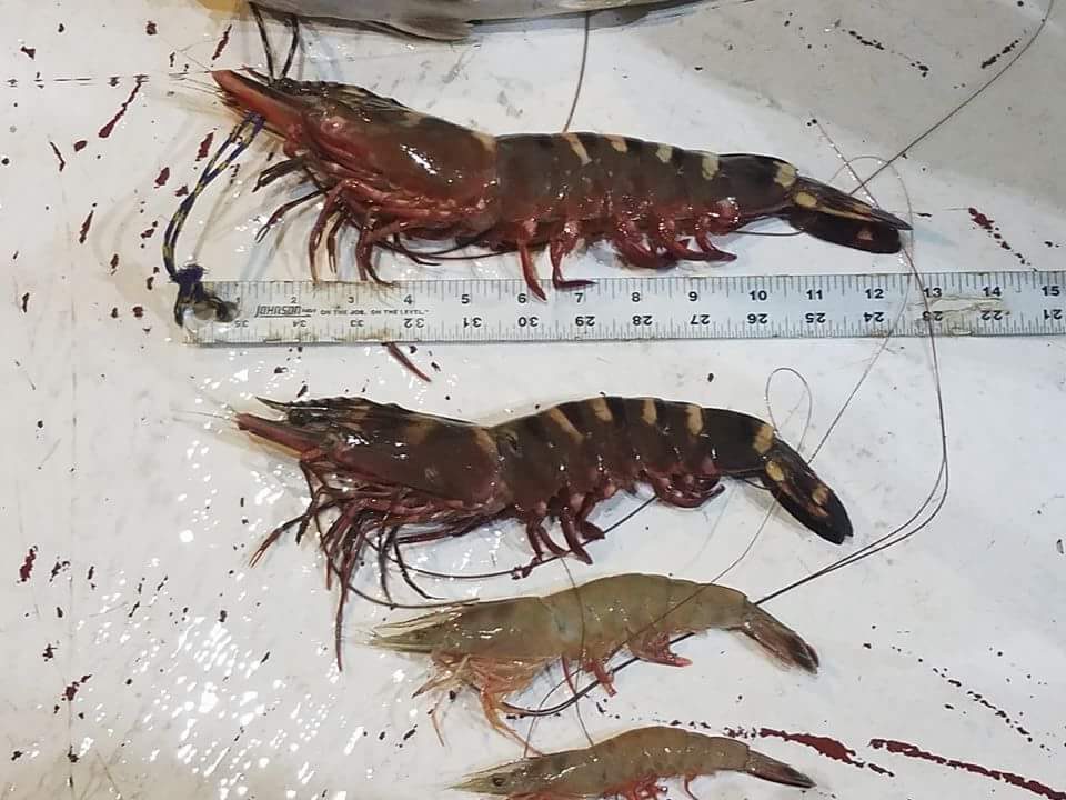 Asian Tiger shrimp caught in Florida eating up our native shrimp species