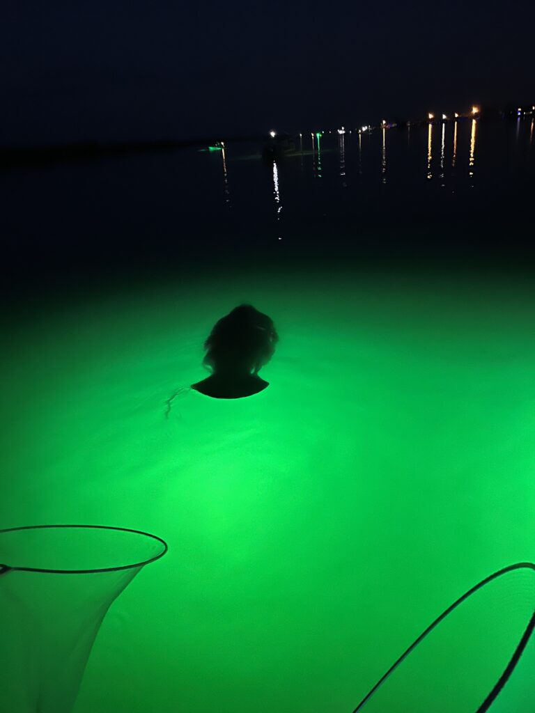 MacDaddy fishing lights in stealth mode mannatee swims under the boat sensing no danger when they normally avoid boat craft.